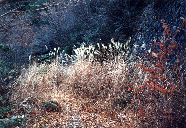 ��K�X�ѓS��������,�ѓS,�p����,�����k�J,��ꈢ���싴��,�i���[�O����