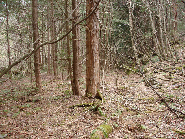 ��K�X�ѓS��������,�ѓS,�p����,����ԏ�,���L��,�i���[�O����