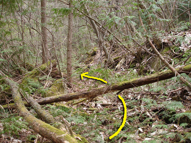 ���w�A�s���i���[�t�m���j