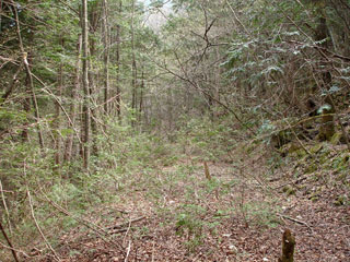 ���w�A�s���i���[�t�m���j