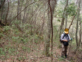 ���w�A�s���i���[�t�m���j