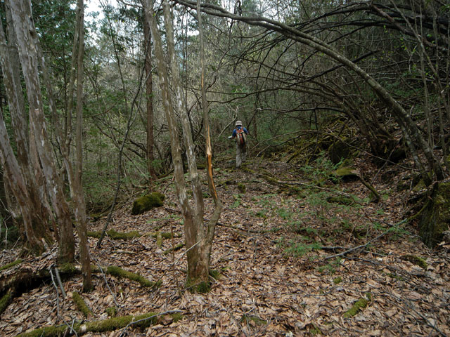 ���w�A�s���i���[�t�m���j