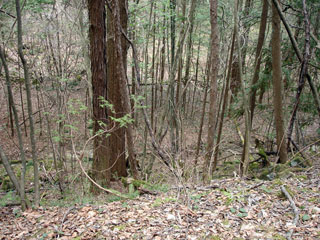 ���w�A�s���i���[�t�m���j