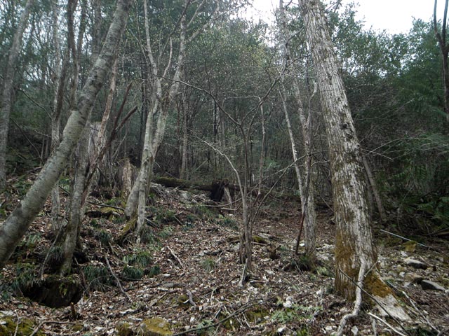 ���w�A�s���i���[�t�m���j