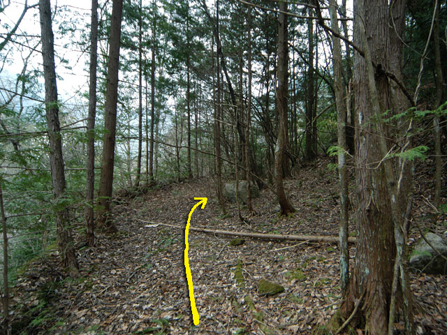 ���w�A�s���i���[�t�m���j