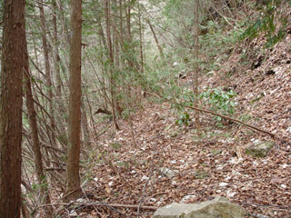 ���w�A�s���i���[�t�m���j