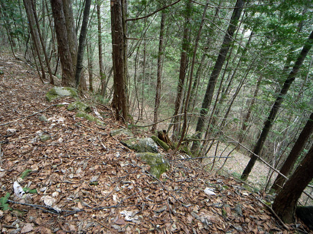 ���w�A�s���i���[�t�m���j