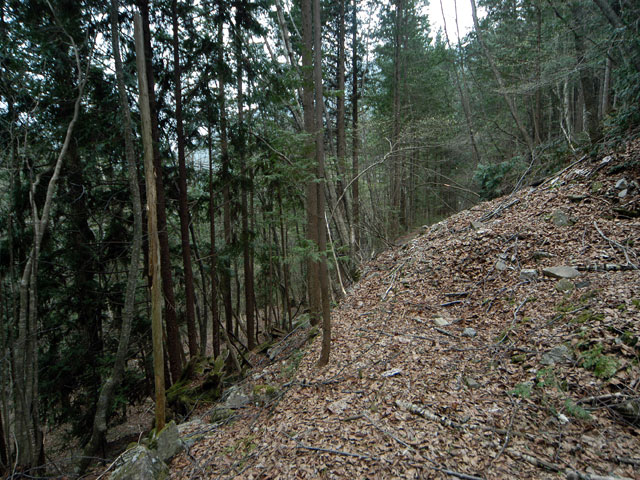 ���w�A�s���i���[�t�m���j