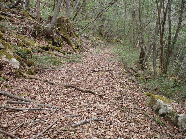 �����X�ѓS���u���[�������5�������v