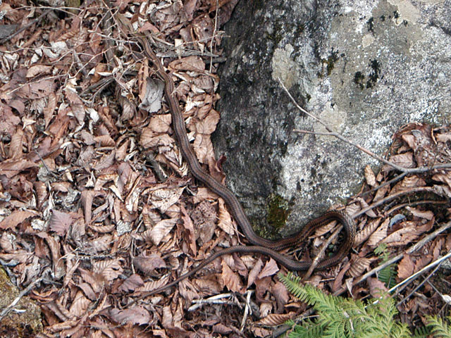 �����X�ѓS���u�������5�������[�ѓ��������v