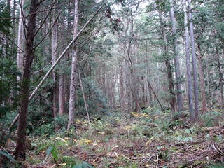 �����X�ѓS���u�ѓ��������[�������؎��Ə��v