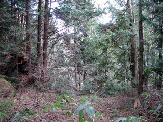 �����X�ѓS���u�ѓ��������[�������؎��Ə��v