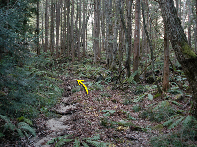 �����X�ѓS���u�������؎��Ə��v