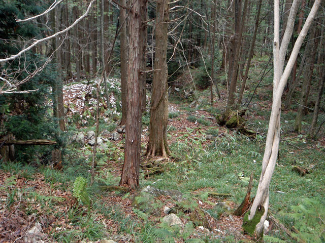 �����X�ѓS���u�������؎��Ə��v