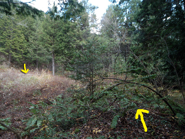 �����X�ѓS���u�������؎��Ə��v