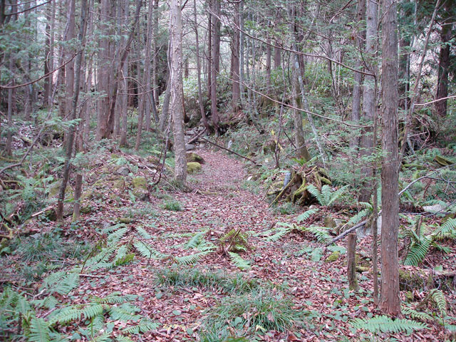 �����X�ѓS���u�������؎��Ə��v