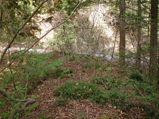 �����X�ѓS���u�������؎��Ə��v