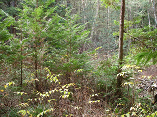 �����X�ѓS���u�������؎��Ə��v