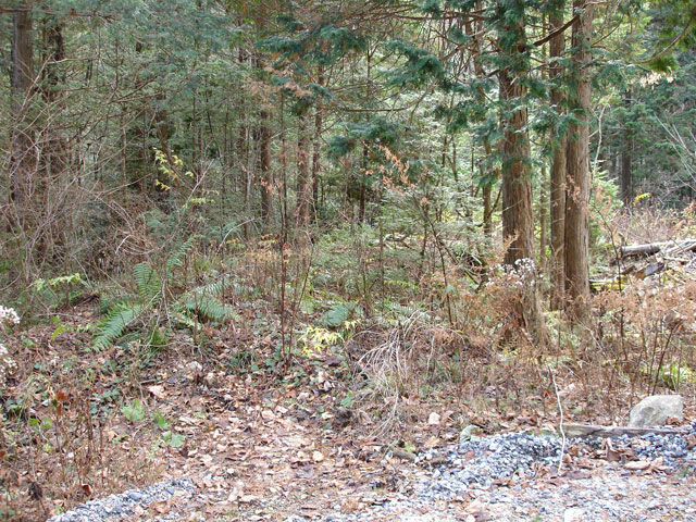 �����X�ѓS���u�������؎��Ə��v