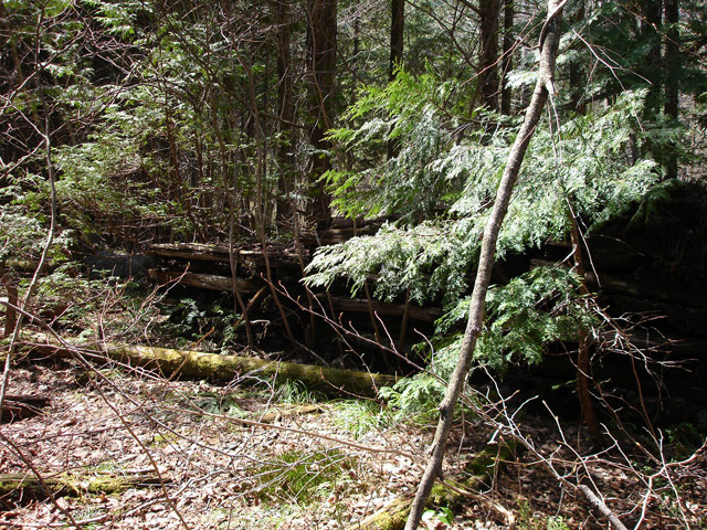 �����X�ѓS���u�������6�������[���򋴗��v