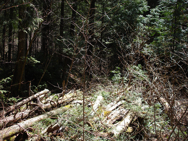 �����X�ѓS���u�������6�������[���򋴗��v