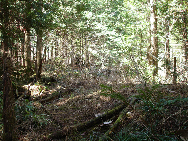 �����X�ѓS���u�������6�������[���򋴗��v