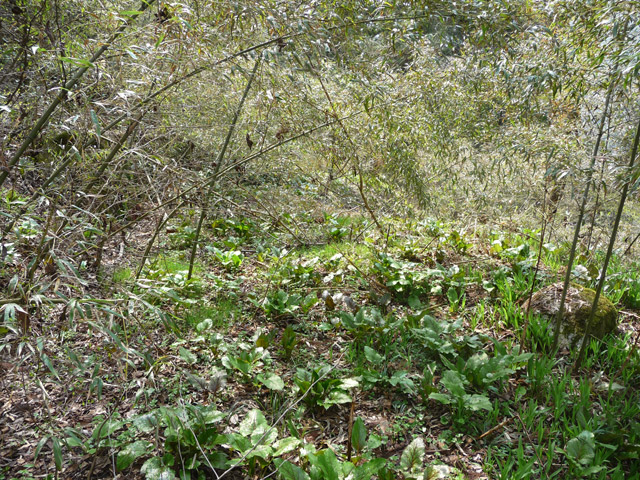 ��K�X�ѓS��,�ѓS,�p����,�g���b�R�O��,����,�H��,��K��