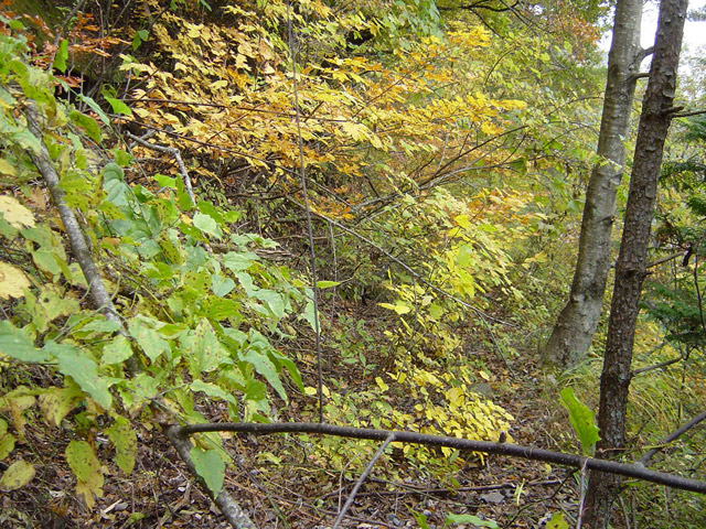 �J�c�X�ѓS���u�哇�[�����������v