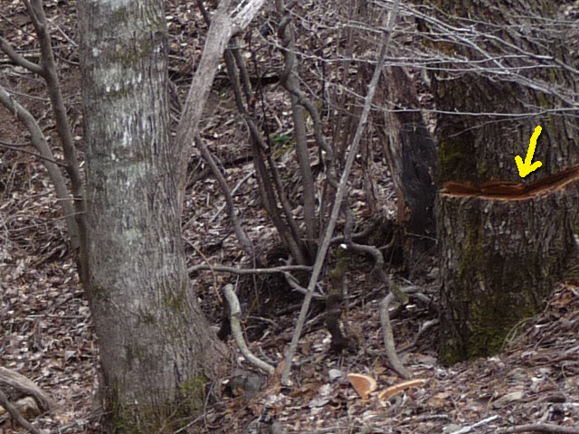 �ؑ]�X�ѓS���J�c��,��4���V��,�ѓS,�؋�