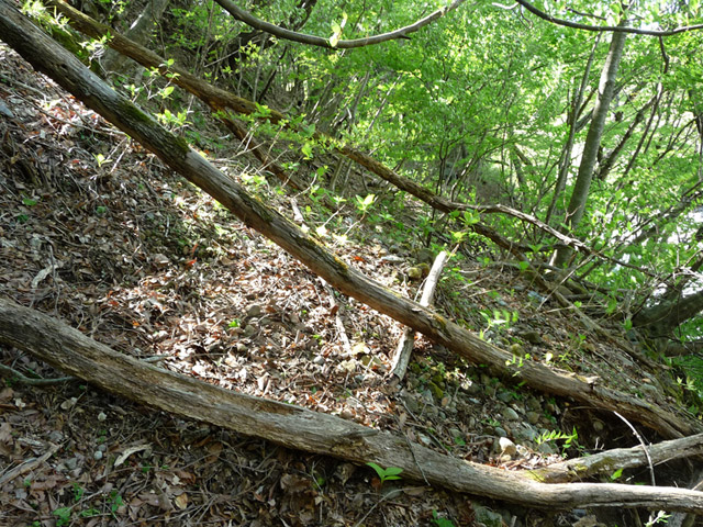 �J�c�X�ѓS���u���m���[��7���V���v