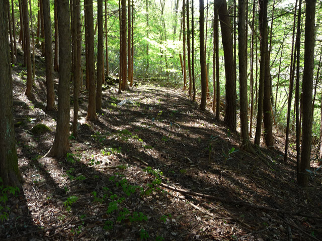 �J�c�X�ѓS���u��7���V���[�����������v