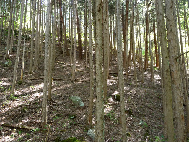 �J�c�X�ѓS���u��7���V���[�����������v