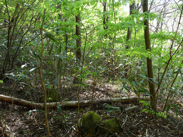 �J�c�X�ѓS���u��7���V���[�����������v