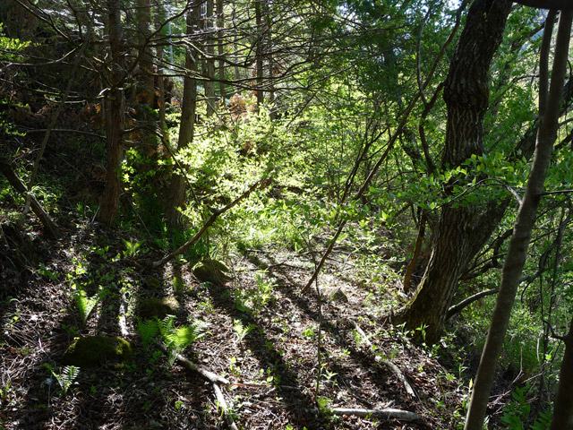 �J�c�X�ѓS���u��7���V���[�����������v