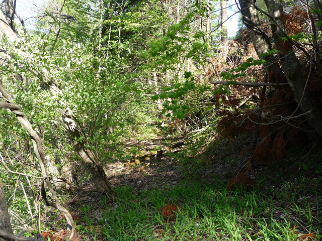 �J�c�X�ѓS���u��7���V���[�����������v