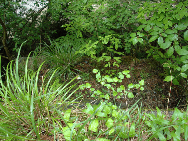 �`���X�ѓS��,�`�����1������