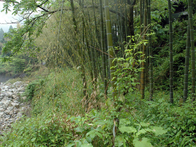 �`���X�ѓS��,��q�싴��