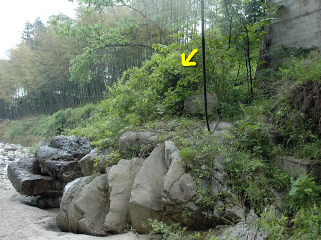 �`���X�ѓS��,��q�싴��