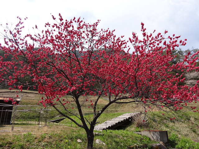 �`���X�ѓS��,�ѓS,�p����,�`���k�J