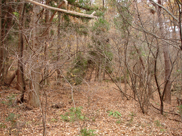 �`���X�ѓS��,�ѓS,�p����,�O�a�c�я�