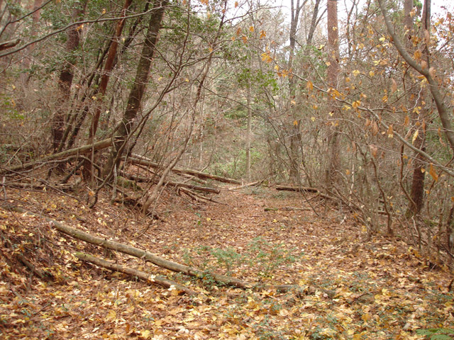 �`���X�ѓS��,�ѓS,�p����,�O�a�c�я�,�ؑ]�X