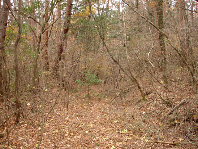 �`���X�ѓS��,�ѓS,�p����,�O�a�c�я�,�ؑ]�X