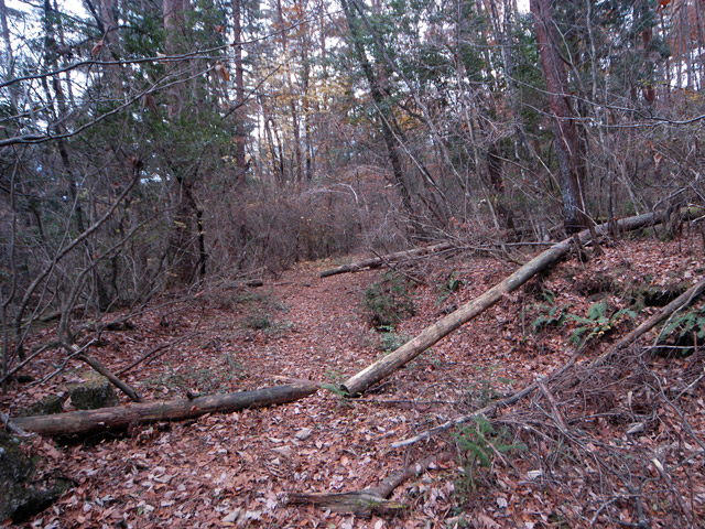 �`���X�ѓS��,�ѓS,�p����,�O�a�c�я�,�ؑ]�X