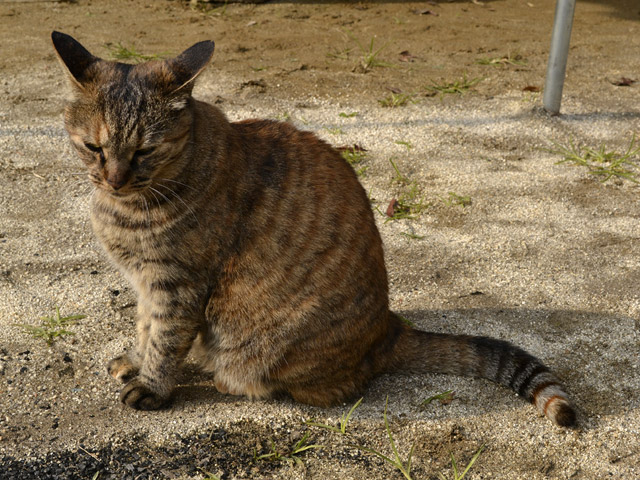 ���R�X�ѓS��,�ؑ򏬊w�Z,�p�Z,�ؑ��Z��,�����˂����,�����ˍZ��,�l�R