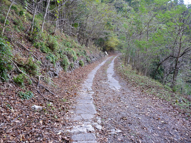 ���R�X�ѓS��,�ѓS,�p����,���R��,�E�H�[�L���O