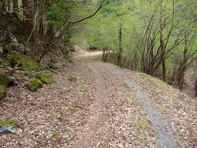 ���R�X�ѓS��,�ѓS,�p����,���R�ѓ�,�ѓc�s,�c�я��O��