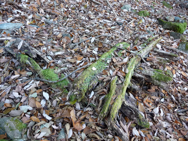 �Y�X�ѓS��,�p����,�ѓS,�O����