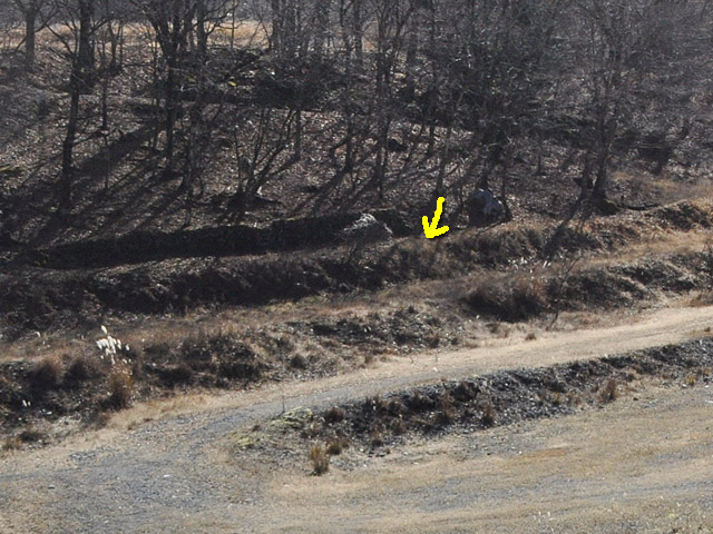 �Y�X�ѓS��,�p����,�ѓS,�ˑ���ԏ�