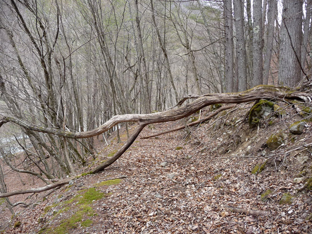 �Y�X�ѓS��,�p����,�ѓS,�O����,�i���[�O����,�|��,����