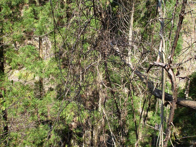 ���،˗ѓS,�X�ѓS��,�R���J����,�p��